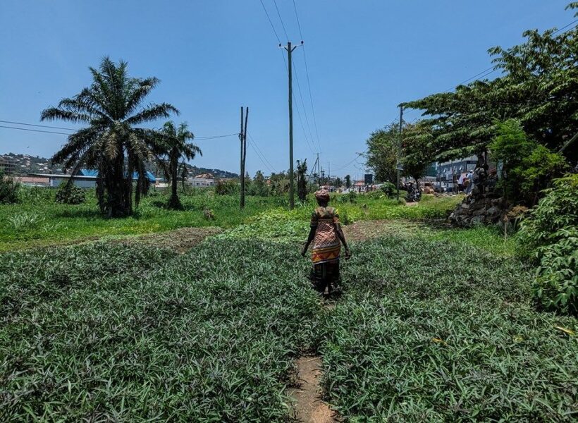 Bibi walking through a crop field.